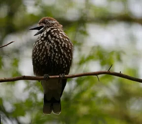 Sing the dance